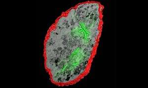 TB bacteria can elude immune response by living inside dead macrophages