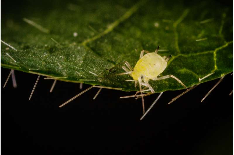 Team nebulizes aphids to knock down gene expression