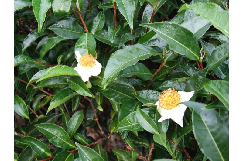 Tea tree genome contains clues about how one leaf produces so many flavors