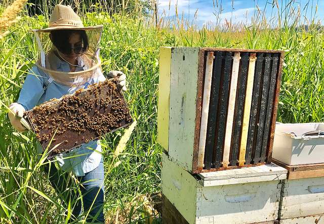 Technology tracks ‘bee talk’ to help improve honey bee health