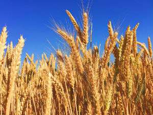 Temperature variability and wheat quality