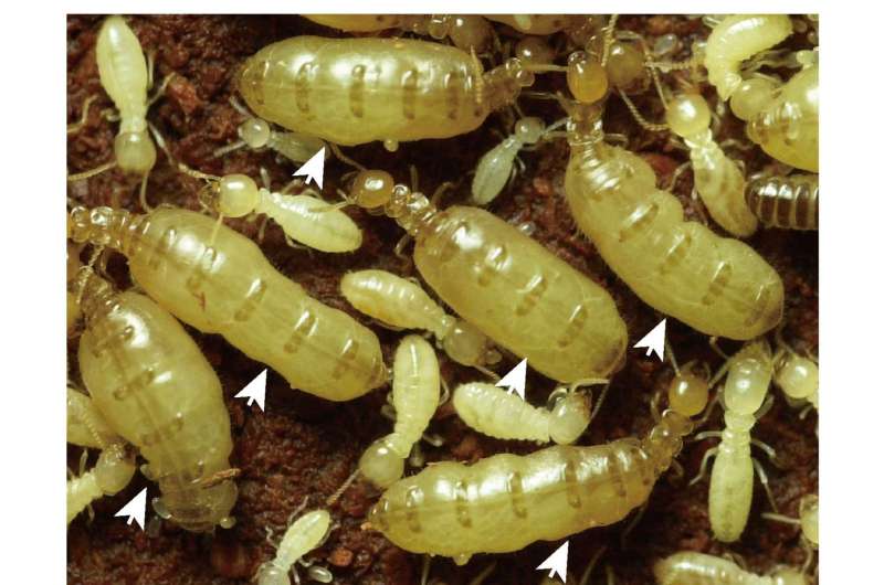 Termite queens' efficient antioxidant system may enable long life