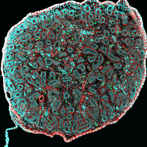 睾丸巨噬细胞是生育的监护人