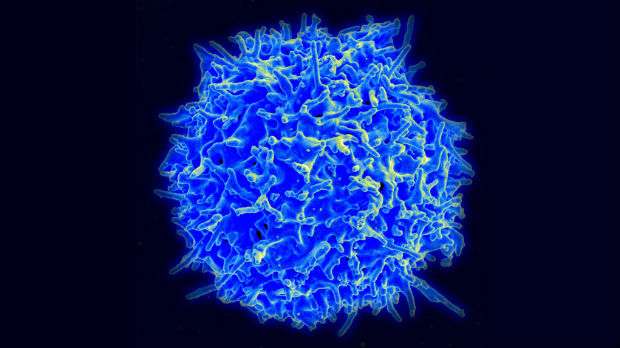 Testing a new immunotherapy treatment for neuroblastoma