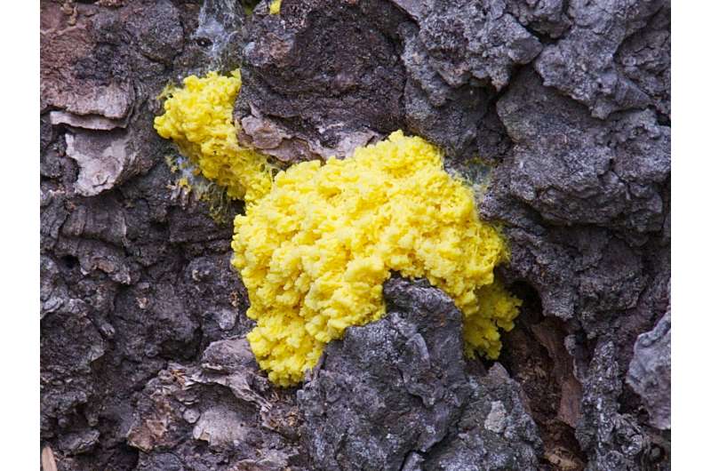 Testing effects of 'noise' on the decision-making abilities of slime mold
