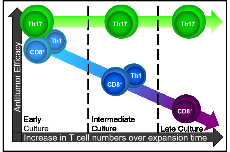 Th17 cells could facilitate wider clinical use of adoptive immunotherapy