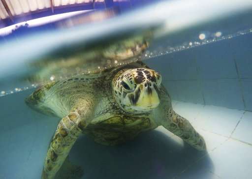 Thailand's coin-eating turtle dies of blood poisoning