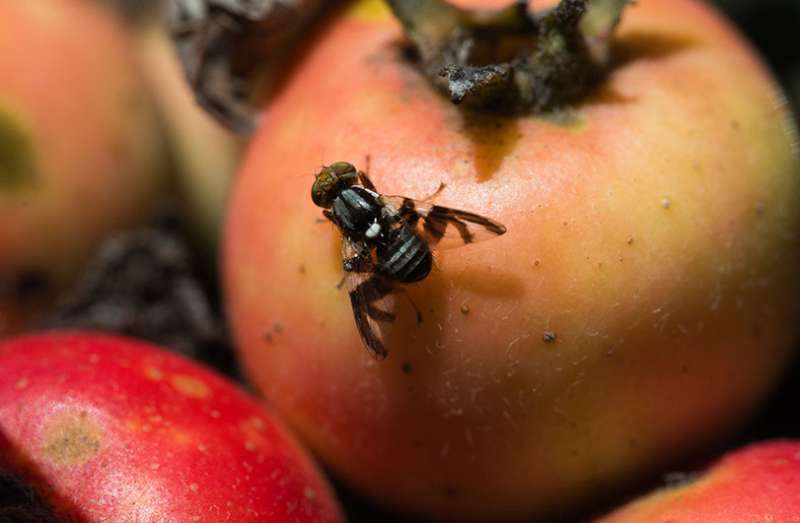 The apple maggot fly -- how an altered sense of smell could drive the formation of new species