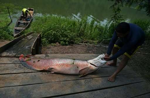 The Arapaima fish can grow up to ten feet tall and weigh almost 200 kilograms, to preserve the species, fishing it is banned fro