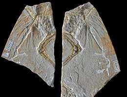 The Archaeopteryx that wasn‘t