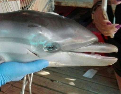 The baby dolphin died after being manhandled by bathers, the Equinac conservation group said