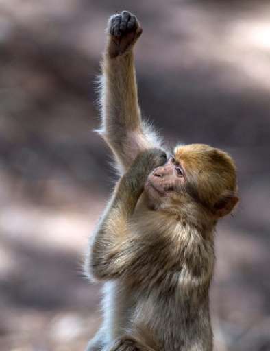 The Barbary macaque once lived throughout North Africa and parts of Europe, but is now only found in the mountainous regions of 