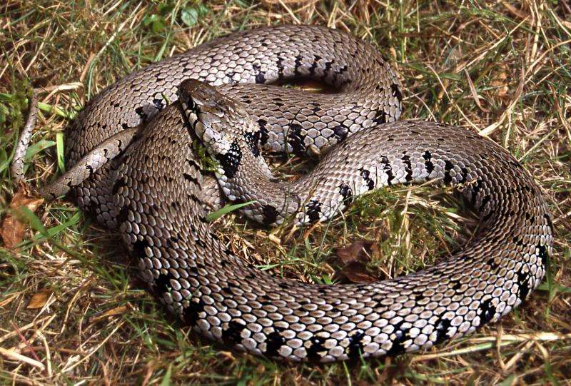 The Barred Grass Snake is described as a separate species