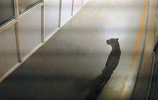 The big cat was spotted on Thursday on CCTV by guards at Maruti Suzuki's manufacturing plant in the town of Manesar, just 24 mil