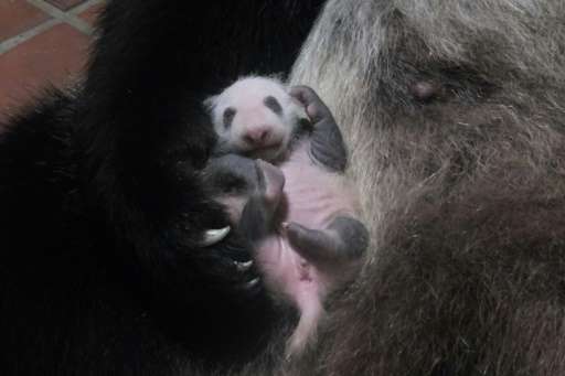 The birth of a panda at a Tokyo zoo last month—the first in five years—sparked panda fever in the capital