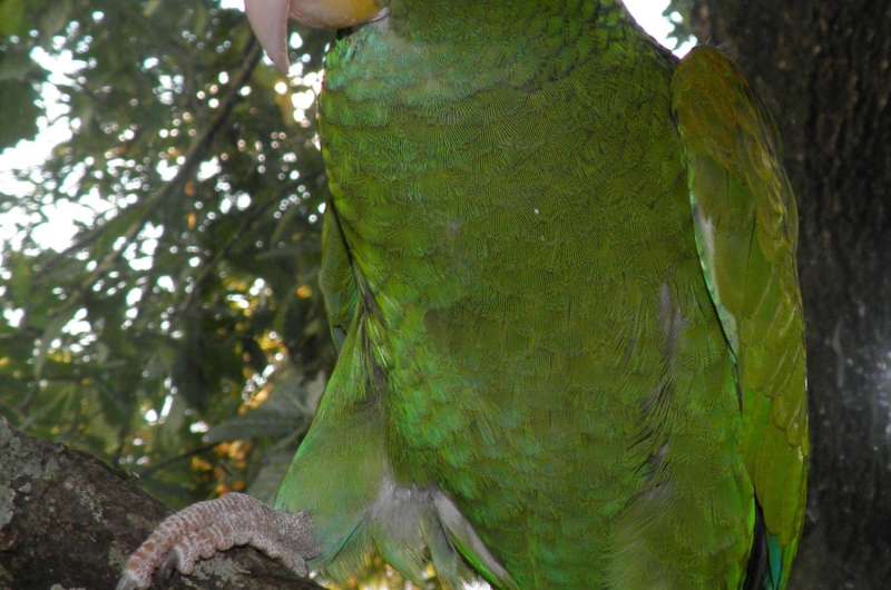 The Blue-winged Amazon: A new parrot species from the Yucat&amp;#225;n Peninsula