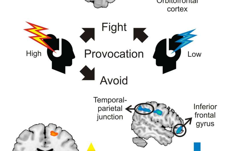 The brain's fight and flight responses to social threat