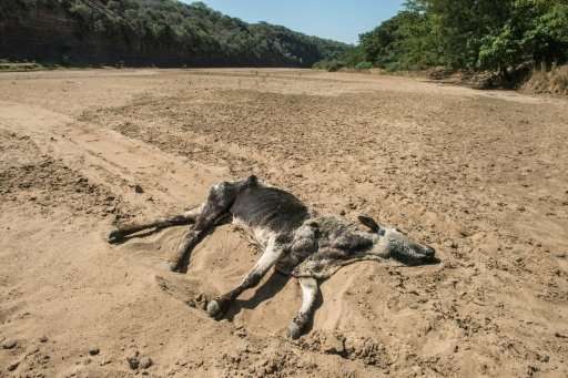 The carcass of a dead cow lies in the Black Umfolozi River, dry from the effects of drought in South Africa