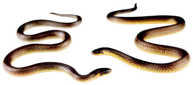 The Cerberus Groundsnake is a Critically Endangered new species from Ecuador