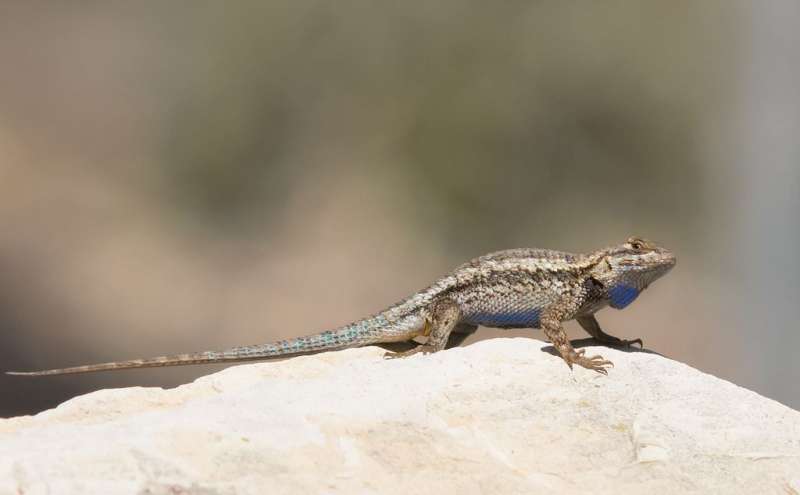 The color of people's clothing affects lizard escape behavior