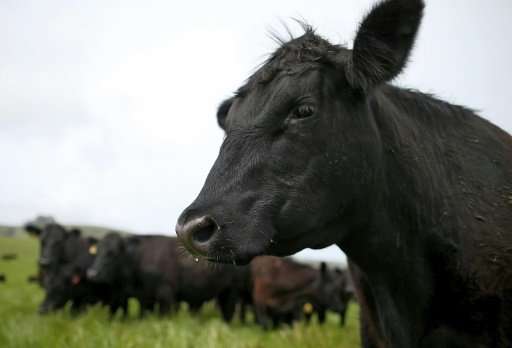 The cow found to be carrying bovine spongiform encephalopathy (BSE) in the province of Salamanca was destroyed