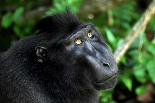The crested black macaque shot to fame when one of the monkeys snapped grinning selfies and became embroiled in a US court battl