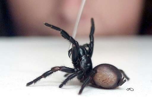 The deadly funnel-web spider is common around Sydney and is particularly feared because its bite can be fatal