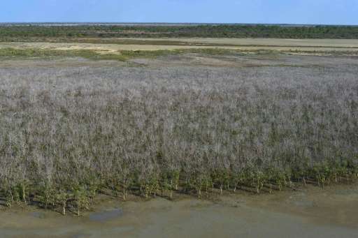 The die-back of mangrove swamps in Australia's Gulf of Carpentaria is believed to be the worst incident ever recorded