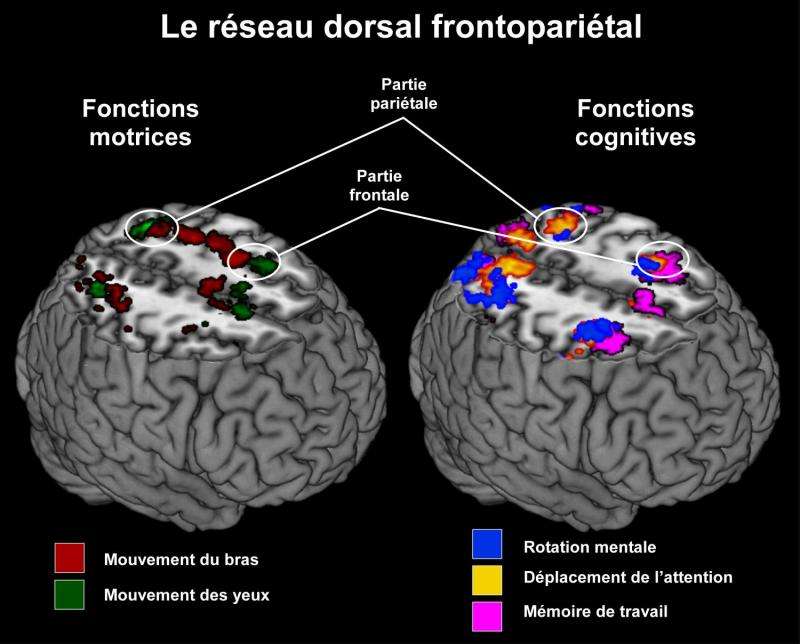 The dorsal frontoparietal network as a core system for emulated action