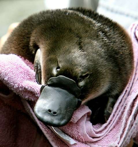 The duck-bill platypus lives in deep waterside burrows and is one of only two egg-laying mammals
