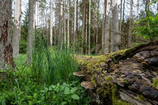 The EU is concerned that logging in Poland's Bialowieza forest will cause irreparable loss of biodiversity