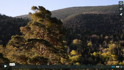 The forest of Mont Ventoux – a natural laboratory to study the effects of climate change