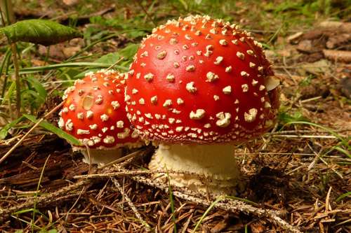 The good, the bad and the ugly – the many roles of mushrooms