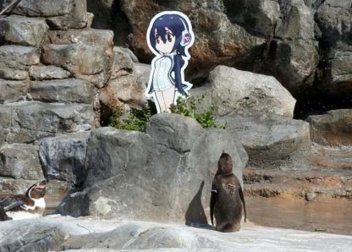 The Humboldt penguin Grape would stare at a cardboard cut-out of a cartoon character Hululu for hours