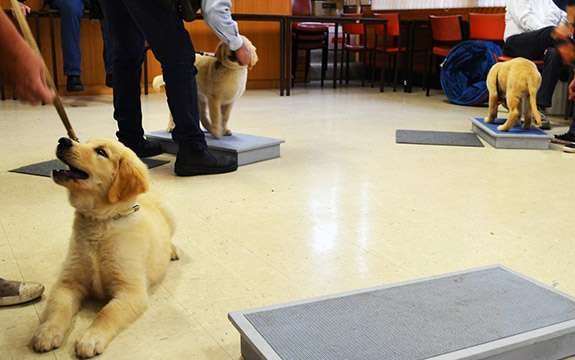 The impact of a guide dog extends far beyond its guiding responsibilities