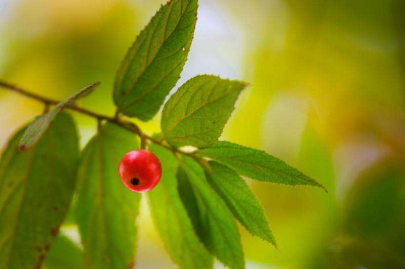 The Jamaica cherry that fights infections