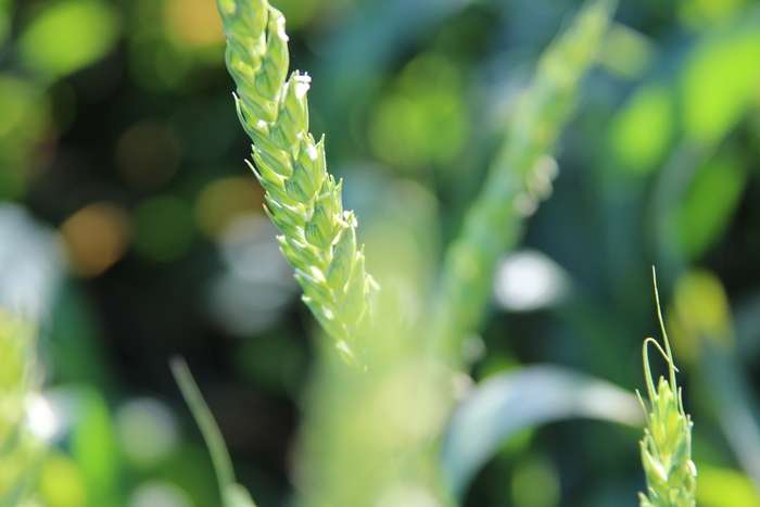 The key to drought-tolerant crops may be in the leaves