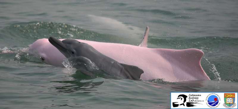 The latest HKU study clarifies how many dolphins there are in Hong Kong waters