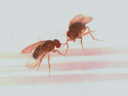 The laws of attraction: Pheromones don't lie, fruit fly research suggests