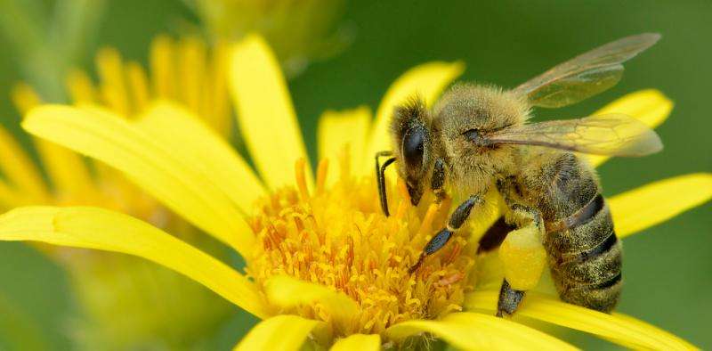 The long quest for the right pollen: how to really help bees