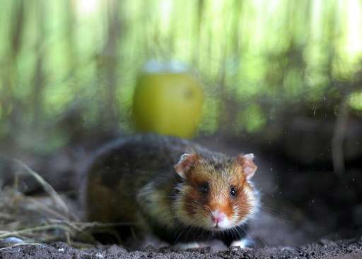 The major consumption of corn leads to infanticide among the Great hamster, a rodent threatened in Alsace, according to a recent