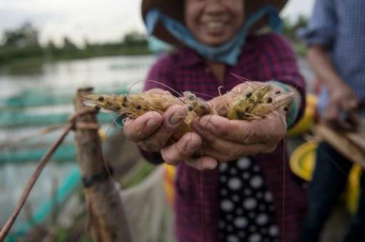 The Mekong Delta, long renowned as the &quot;rice bowl of Vietnam&quot;, is now also home to a multi-billion-dollar shrimp indus