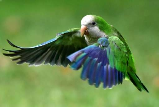 The monk parakeet, also known as the quaker parrot, is an invasive species that has become a problem to local fauna such as pige