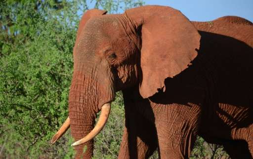 The number of illegally killed elephants has dramatically risen