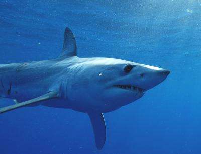The ocean's fastest shark is being threatened by over fishing