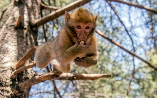 The only specias of macaque outside Asia, the Barbary macaque lives on leaves and fruits and can weigh up to 20 kilogrammes (45 