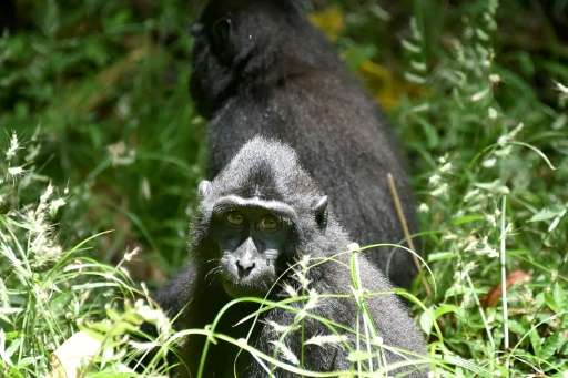 The population of black crested macaques (Macaca nigra) in its natural habitat on Sulawesi has dropped more than 80% in four dec