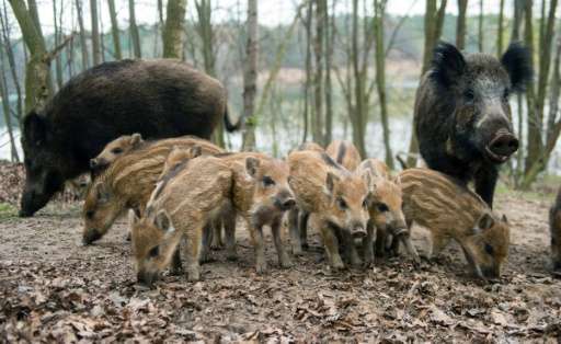 The problem of wild boars running riot in populated zones affects countries the world over, in large part due to rampant urbanis