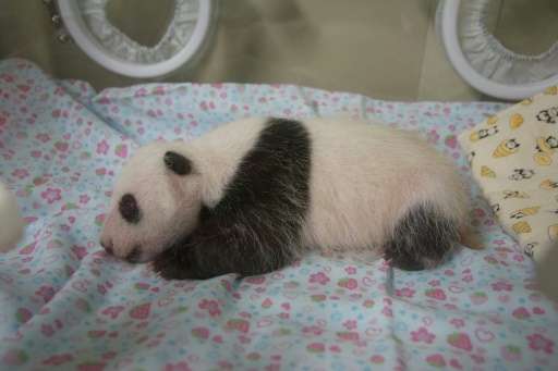 The rare birth delighted animal lovers and businesses keen to cash in on the excitement that the panda generated