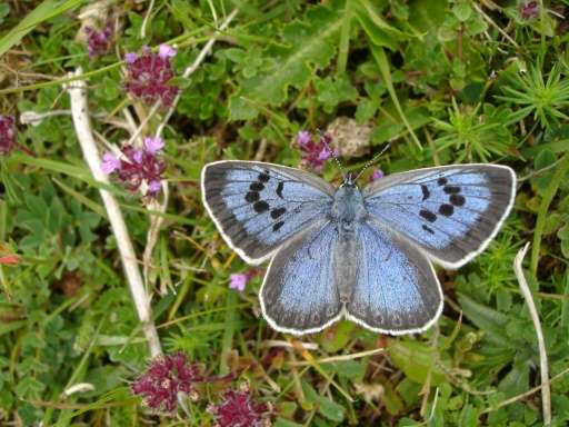 The rare Large Blue (Maculinea Arion) species of butterfly